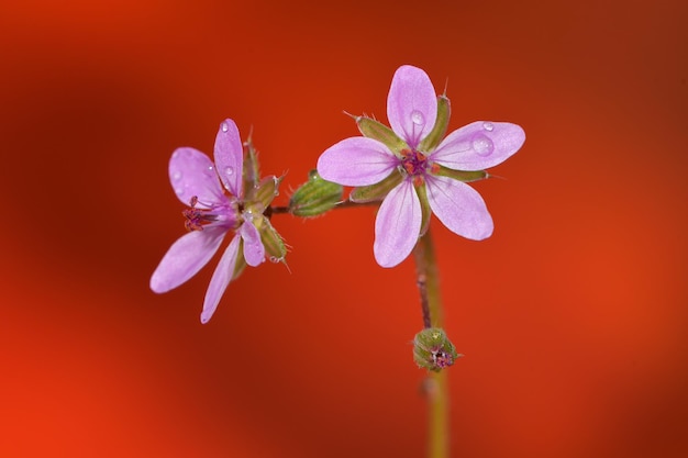 Erodium est un genre de plantes de la famille des Géraniacées.