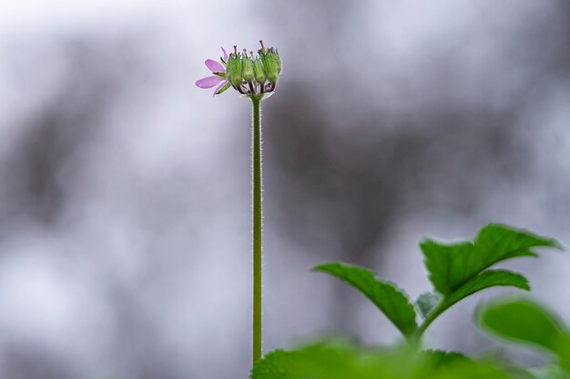 Erodium Moschatum ou fleur de musc Macro photographie