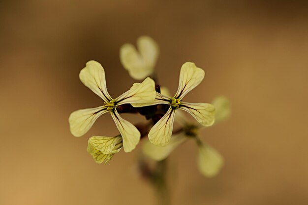 Eruca vesicaria, communément appelée roquette, chenille, ruca, roquette ou roqueta.