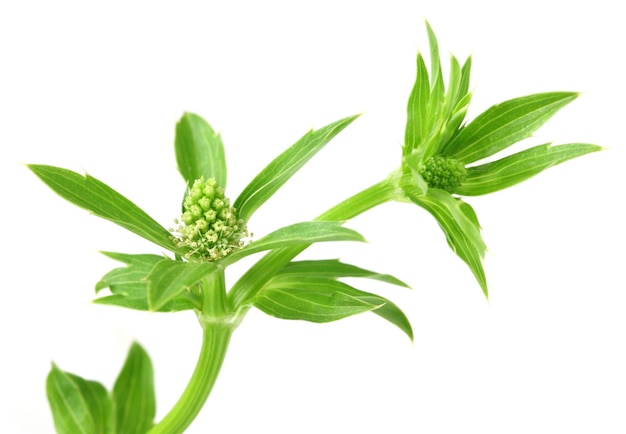 Eryngium foetidum ou longues feuilles de coriandre sur fond blanc