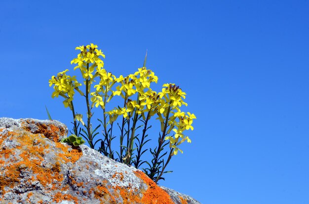 Erysimum gorbeanum est une plante de montagne endémique de la péninsule ibérique