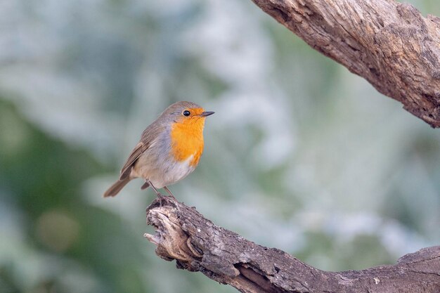 Érythracus rubecula Malaga Espagne