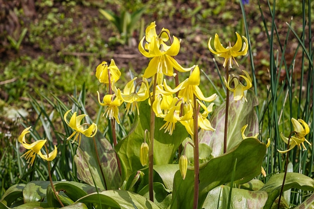 Erythronium jaune qui fleurit au printemps dans le jardin