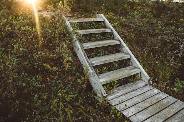 Photo un escalier en bois dans une forêt enchantée. pont forestier en bois au soleil.