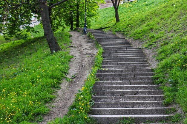 Escalier entouré d'herbe verte