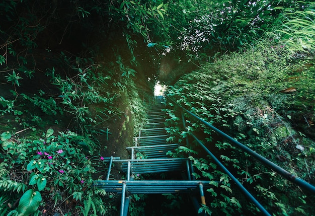 Escalier de fer dans la forêt