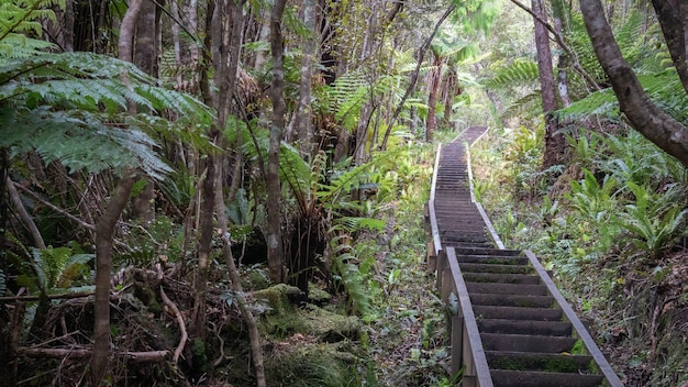 Escalier menant à travers la jungle de la forêt dense tourné sur l'île de Stewart Rakiura en Nouvelle-Zélande