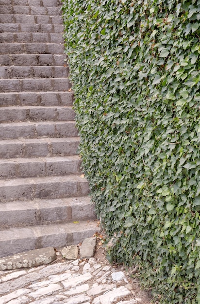 Escalier en pierre et lierre sur le mur