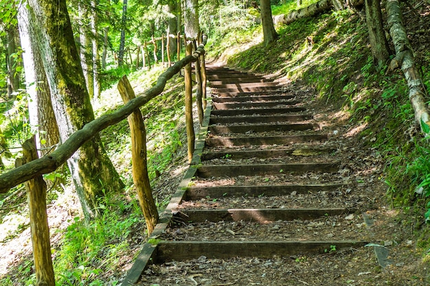 Escaliers en bois naturel complétés par du gravier parmi les arbres