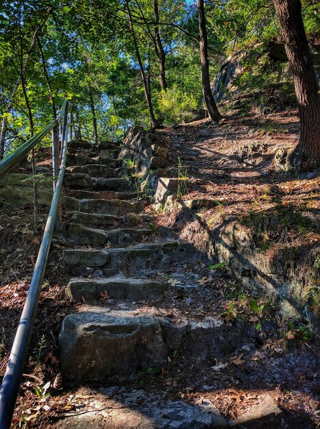 Des escaliers le long des arbres dans la forêt