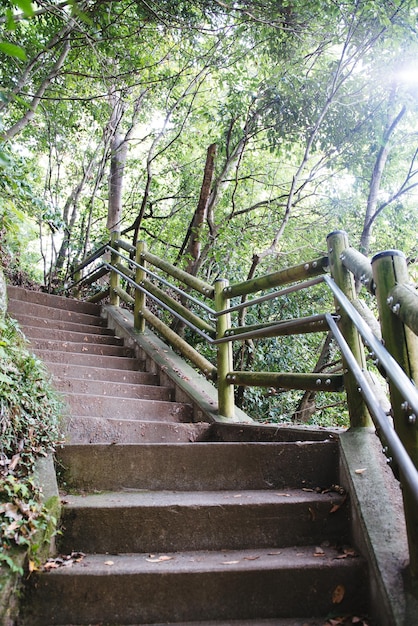 Photo des escaliers le long des arbres