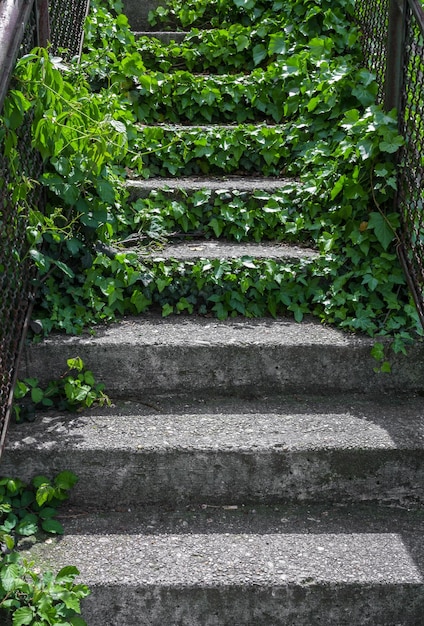 escaliers en pierre