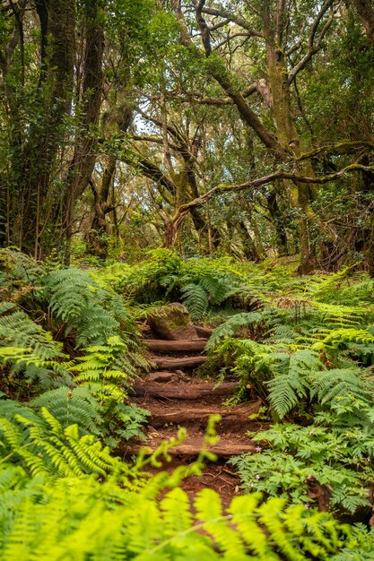 Escaliers sur le sentier dans la forêt d'arbres moussus du Parc National de Garajonay La Gomera Canaries lors de l'excursion à Las Creces