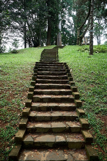Escaliers verts vers la colline dans le jardin du roi de Peradeniya