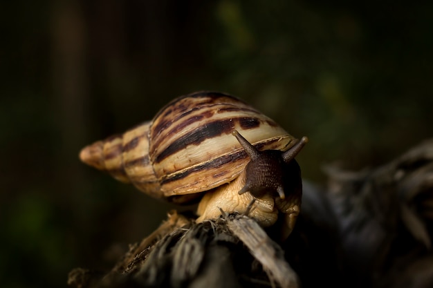 Escargot Achatina rampant sur un arbre