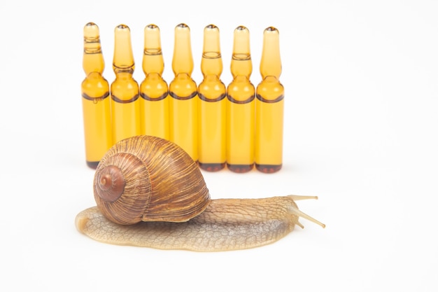 escargot et ampoules médicales pour injections. mollusque et invertébré. viande de délicatesse et gastronomie.