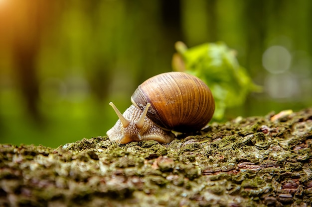 Escargot sur un arbre dans un parc d'été à l'extérieur