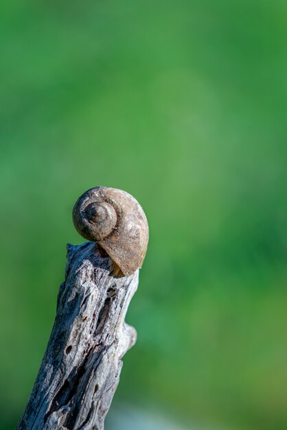 Escargot sur arbre séché