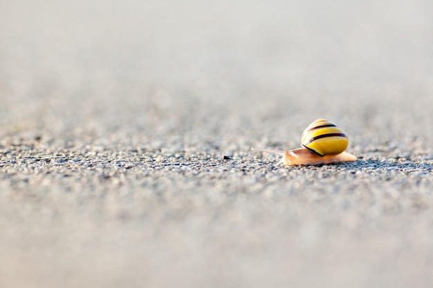 Escargot sur l&#39;asphalte