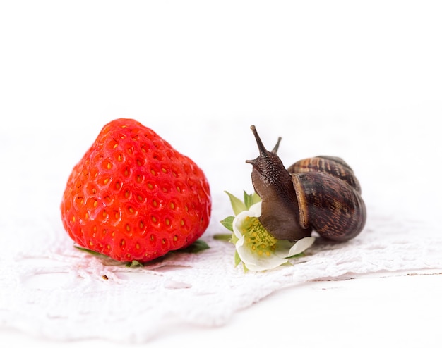 Escargot assis sur des baies de fraises, concept d'été