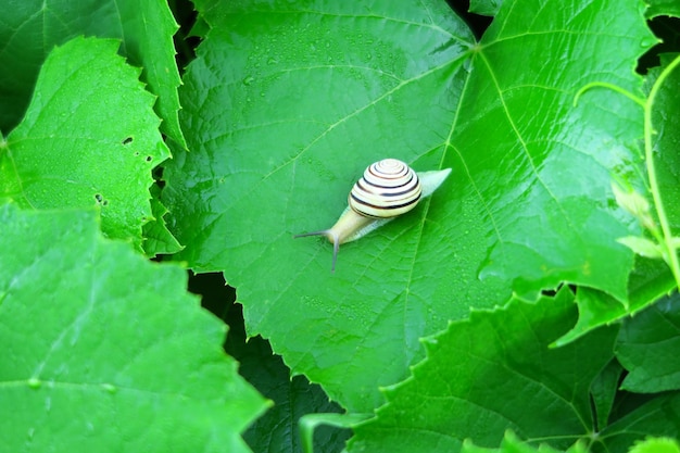 escargot assis sur des feuilles vertes dans le fond du jardin