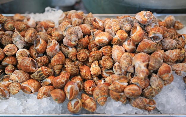 Escargot de Babylone en spirale fraîche sur la glace au marché local en Thaïlande.