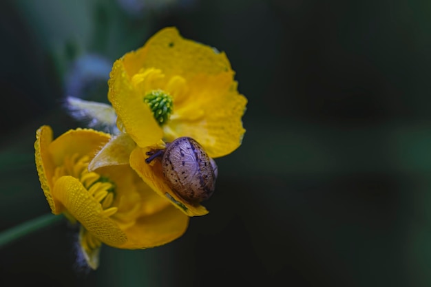 Escargot bébé en fleurs jaunes avec des gouttes d'eau de pluie dans le jardin macro image horizontale et espace de copie