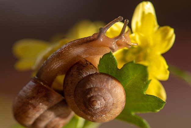 Escargot bel escargot marchant sur des fleurs jaunes avec des feuilles vertes vues à travers une mise au point sélective d'un objectif macro