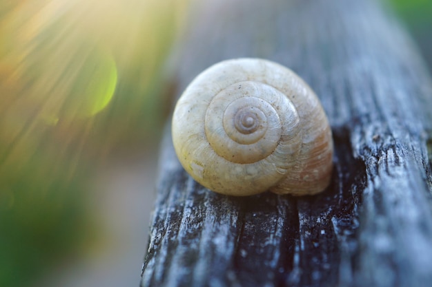 Escargot blanc au sol dans le jardin en pleine nature