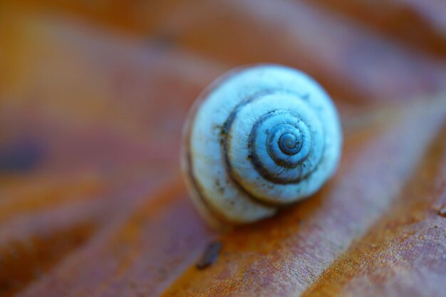 Photo l'escargot blanc sur la plante