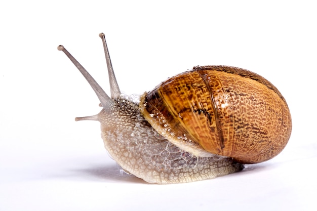 Escargot sur blanc