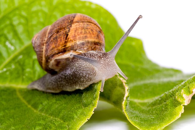 Escargot sur blanc