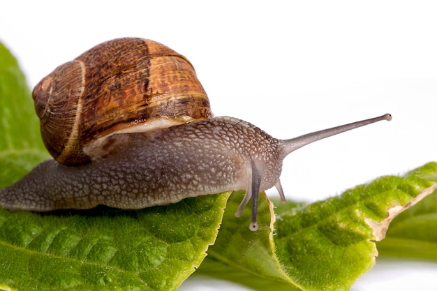 Escargot sur blanc