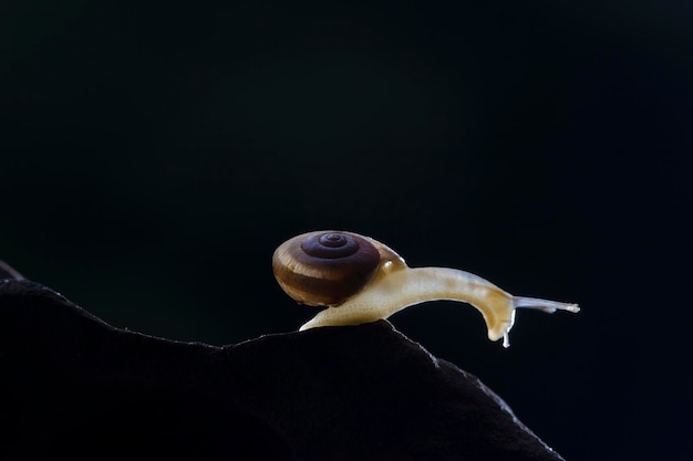 Escargot Sur Un Bois Par Une Journée Ensoleillée En Gros Plan