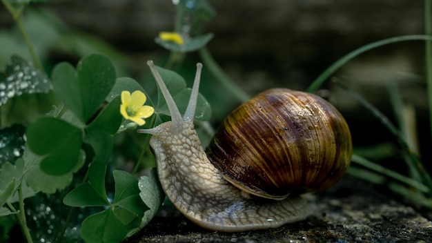 escargot de Bourgogne dans l'herbe près d'une fleur jaune