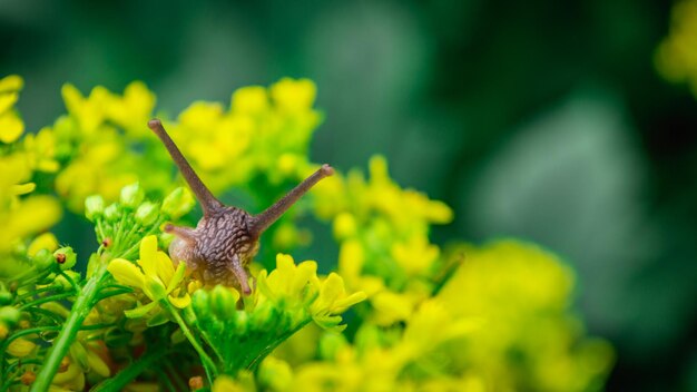 Escargot de Bourgogne sur les fleurs jaunes dans un environnement naturel