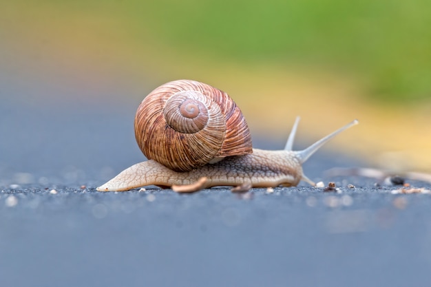 Photo escargot de bourgogne