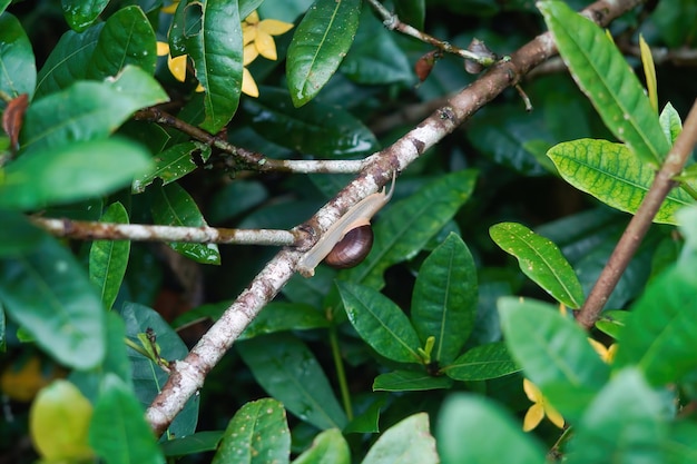 escargot sur une branche d'arbre photo premium