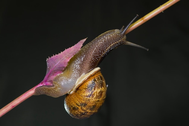 escargot sur branche et fond vert foncé