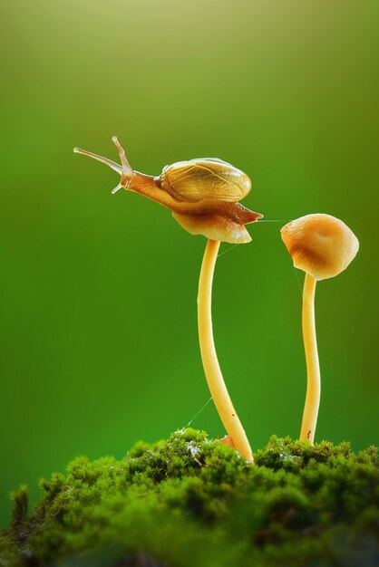 escargot sur champignon dans jardin tropical