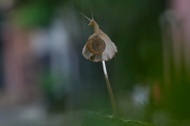 Photo escargot sur un champignon par une journée ensoleillée en gros plan