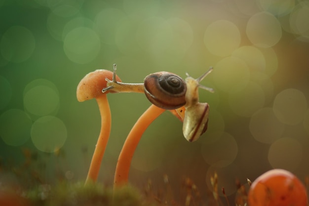 Escargot et champignon tropicaux. Macrophotographie. La nature. Bokeh