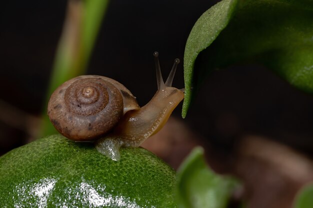 Escargot clochard asiatique de l'espèce Bradybaena similaris