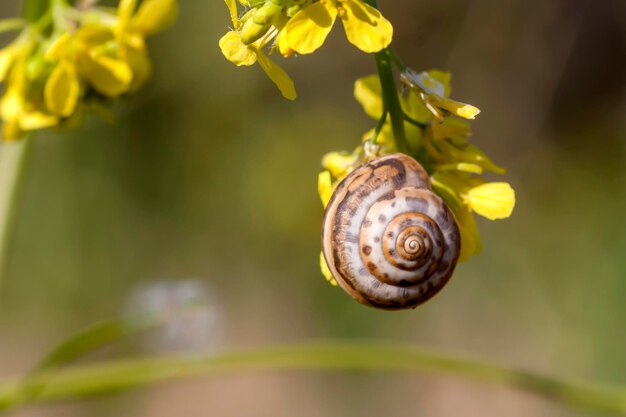 Un escargot cochlée se trouve dans la coquille sur une fleur jaune gros plan sur une journée ensoleillée de printemps