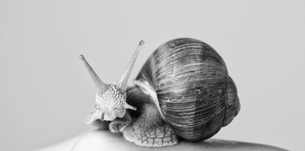 Escargot en coquille avec des cornes sur la cosmétologie naturelle de la main humaine