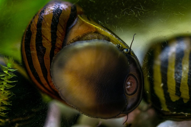 Escargot de course dans l'aquarium