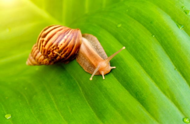 Escargot curieux dans le jardin sur feuille verte