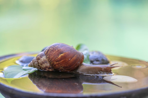 Un escargot dans une coquille rampe sur un pot en céramique avec de l'eau journée d'été dans le jardin en gros plan Bali Indonésie