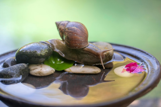 Un escargot dans une coquille rampe sur un pot en céramique avec de l'eau journée d'été dans le jardin en gros plan Bali Indonésie