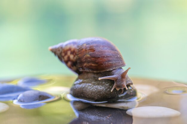 Escargot dans une coquille rampe sur un pot en céramique avec de l'eau, journée d'été dans le jardin